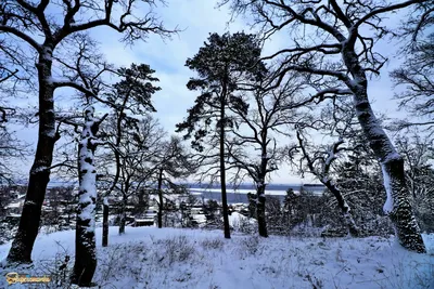 Как написать сочинение по картине Шишкина Зима в лесу? | Еда и практика |  Дзен