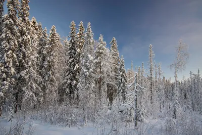 Зима в лесу / природа лес зима снег