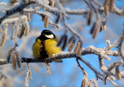 Потрясающие фотографии зимней природы (40 фото) | Потрясающие фотографии,  Природа, Животные