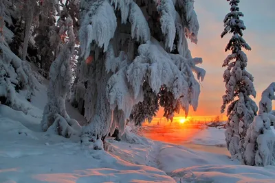 Чудеса зимней природы (57 фото) - 57 фото