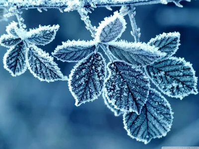 Жители выкладывают в Telegram фото зимней природы в Колодищах. Посмотрите,  какая красота! – Колодищи Инфо