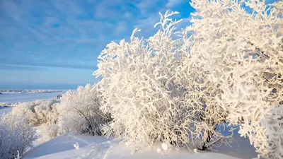 Красоты зимней природы - Zefirka