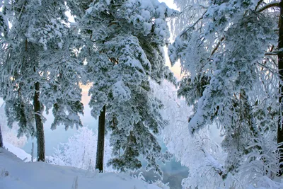 Красивые фотографии зимней природы