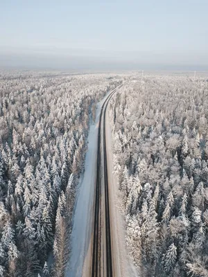 Лесная зимняя дорога, деревья …» — создано в Шедевруме