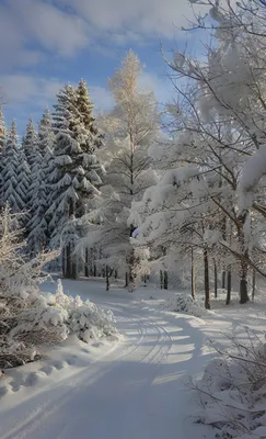Дорога в зимнем лесу / заснеженная зимняя дорога в лесу