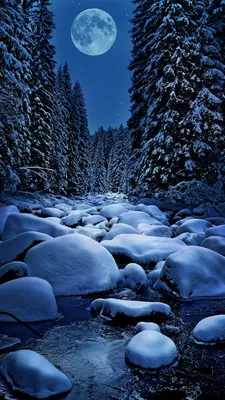 Зимняя ночь в лесу, Зимняя, Ночь, Рассвет, Восход, Пейзаж, Лес, Снег, Зима,  Сосны, Ель, Свечение (2560x1600) - обои для рабочего стола