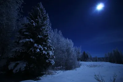 Снежная зимняя ночь - обои для рабочего стола, картинки, фото