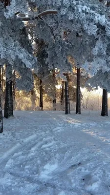 Зимняя природа - зимняя природа фото, красота зимней природы – ФотоКто