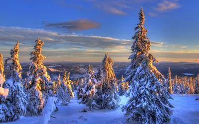 завораживающий горнолыжный склон среди елового леса во время заката  визуализированный в 3d графике, зимний пейзаж, зимняя природа, зимний лес  фон картинки и Фото для бесплатной загрузки