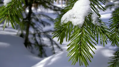 Обои для рабочего стола зимние Природа снеге Деревья сезон 4340x2893
