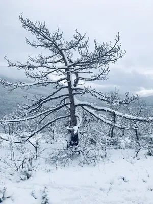 Природа снег (53 фото) - 53 фото