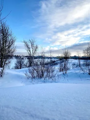 Зимняя природа — Фото №1309632