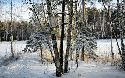 Зимняя природа - онлайн-пазл