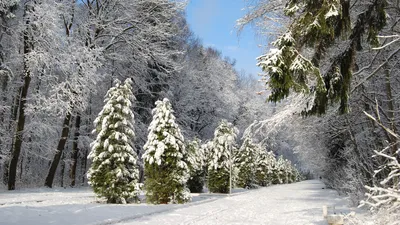 Красивая зимняя природа ❄ На деревьях \"шапки\" из снега | Instagram