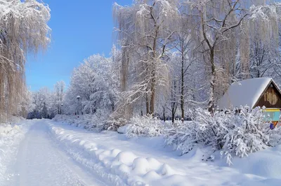 Зимняя природа. / Зимняя природа. / Фотография на PhotoGeek.ru