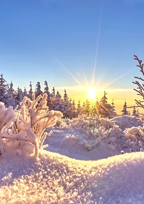 3d зимняя страна чудес впечатляющий снежный пейзаж, снежный лес, зимний  лес, зимняя природа фон картинки и Фото для бесплатной загрузки