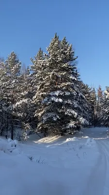 Зимняя природа в России на речке …» — создано в Шедевруме