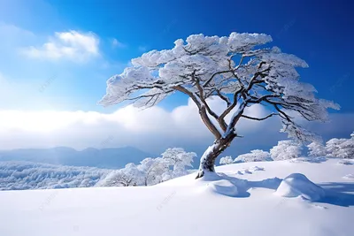 обои картинки Fhd зимняя елка в снегу 4k, зима, время года, высокое  разрешение фон картинки и Фото для бесплатной загрузки