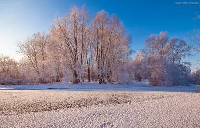 Зимний лес в солнечный день деревья покрыты снегом зимняя природа  рождественский фон, зимний лес, зимнее дерево, снежное дерево фон картинки  и Фото для бесплатной загрузки
