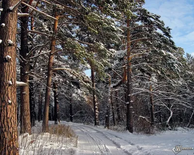 Зимний лес в Финляндии картинки - это супер рабочий стол.