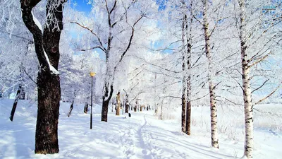 Обои зимняя природа, иней, снег, олень, снежные горы скачать 1280x1024
