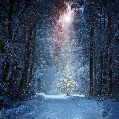 Обои зимний лес - фото и картинки: 55 штук