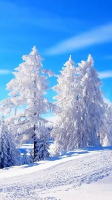Зимний лес в горах - обои для рабочего стола, картинки, фото