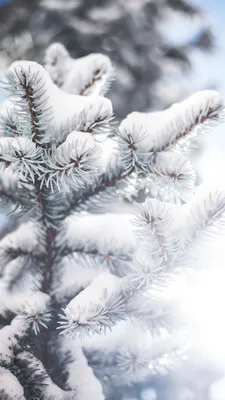 Winter Snow Live Wallpaper - Зимние обои для Android-смартфонов и планшетов