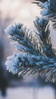 Красивые зимние картинки - самые новые и уютные (81 ФОТО)