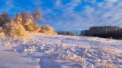 Дорожка на стол \"Этель\" Winter berry 40х147 см, саржа купить в Екатеринбурге