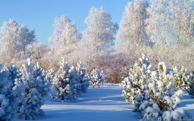 панорамный вид снежных гор зимой. рабочий стол зимние обои Стоковое Фото -  изображение насчитывающей панорамно, утесисто: 264699032