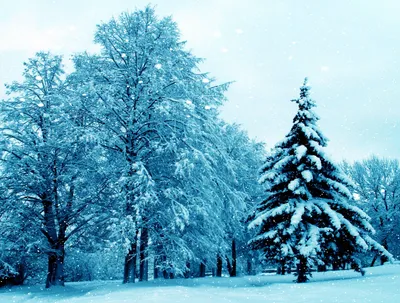 Снежинки Падают С Неба Ели Покрытые Мерзлотой И Снегом Зимний Лес —  стоковые фотографии и другие картинки Pinaceae - iStock