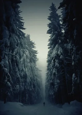 Завораживающие зимние пейзажи. Комментарии : LiveInternet - Российский  Сервис Онлайн-Дневников | Winter landscape photography, Winter landscape,  Winter forest