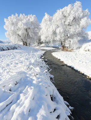 Мороз и солнце #деревья #зима #снег | Зимние сцены, Зимние картинки, Пейзажи