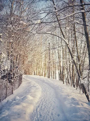 Зимний день для прогулок | Пикабу