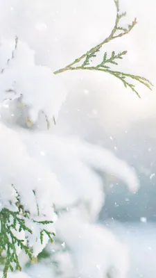 Зимний фон Лес Снег Страна Чудес боке гирсветильник да свет природный  пейзаж фотография Фон Фотостудия декор для фотозоны | AliExpress