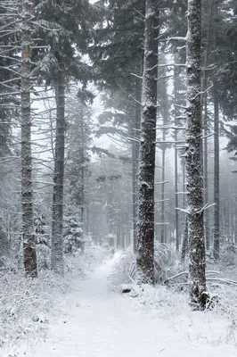 Ночной зимний лес | Winter scenery, Winter landscape, Winter pictures
