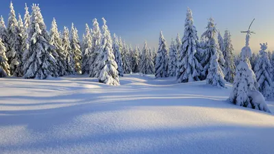 Зимний лес, эстетично, красиво, …» — создано в Шедевруме