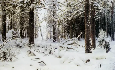 Зимний Пейзаж Лес Зима - Бесплатное фото на Pixabay - Pixabay