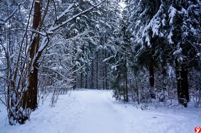 Зимний лес. Пейзаж маслом – заказать на Ярмарке Мастеров – E94WVBY |  Картины, Санкт-Петербург