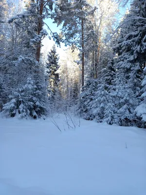 Холодный зимний лес снег фон, Холодный, Зимний лес снег фон, сосна фон  картинки и Фото для бесплатной загрузки