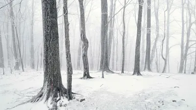 Фон зимний лес (57 фото)