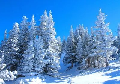 Зимний лес в морозный солнечный день Stock Photo | Adobe Stock
