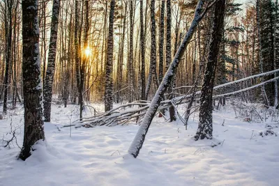 Зимний лес - Картинки и фото рыбаков