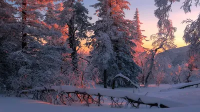 путь к солнцу / солнечный зимний лес