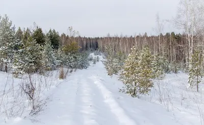 Красивый Зимний Лес В Снегу — стоковые фотографии и другие картинки Без  людей - Без людей, Белый, Время года - iStock