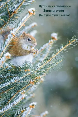 Funey зима снежинки позитив зима Фото Фон И картинка для бесплатной  загрузки - Pngtree