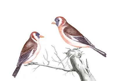 Рисунок Зимующие птицы №281482 - «Новогодние фантазии» (21.01.2022 - 14:13)