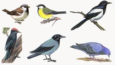Картинки Зимующие птицы для детей 3 4 года (39 шт.) - #2738
