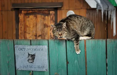 очень злая домашняя персидская кошка смотрит в камеру, злой кот картинки,  кошка, домашний питомец фон картинки и Фото для бесплатной загрузки